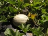 Fresh melon